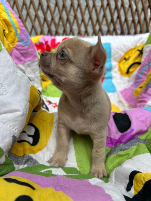 Menino Fawn Pelo Curto