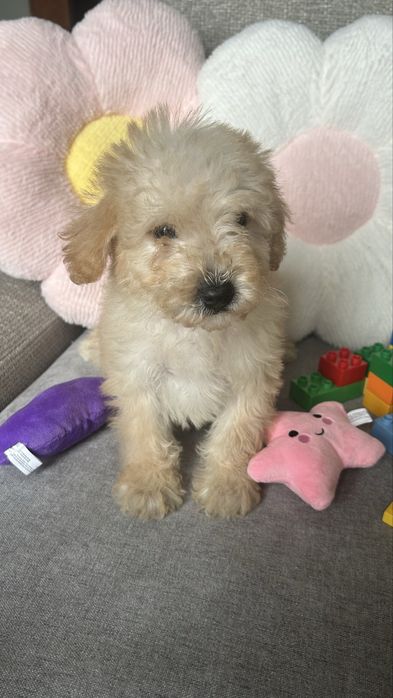 MALTIPOO super samczyl