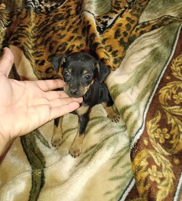 Pinscher miniatura macho