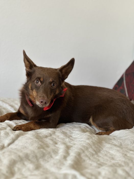 Trufel szuka domku 6 kg