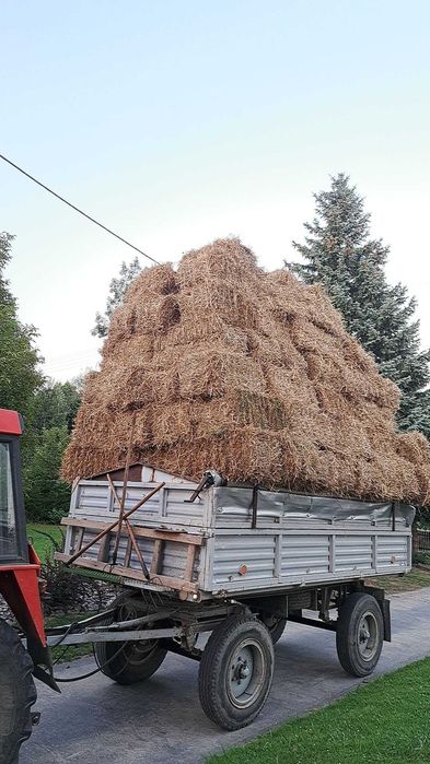 Słoma pszeniczna duże kostki