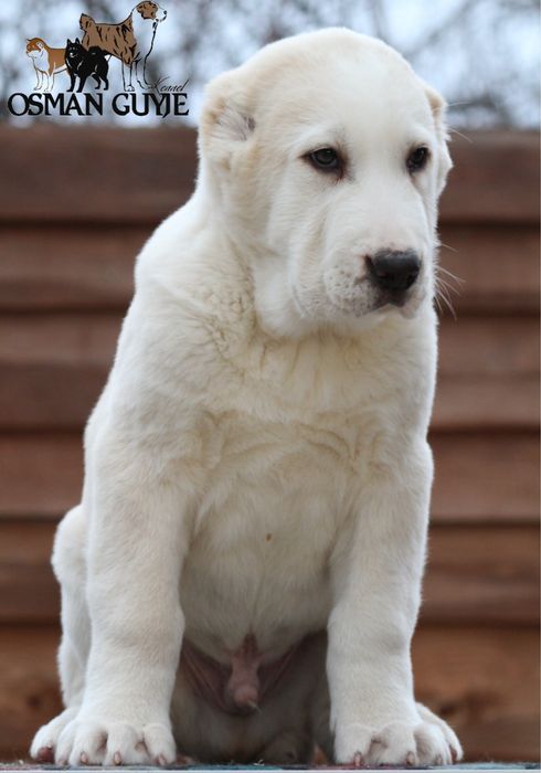 Перспективний хлопчик алабай САВ Середньоазітська вівчарка