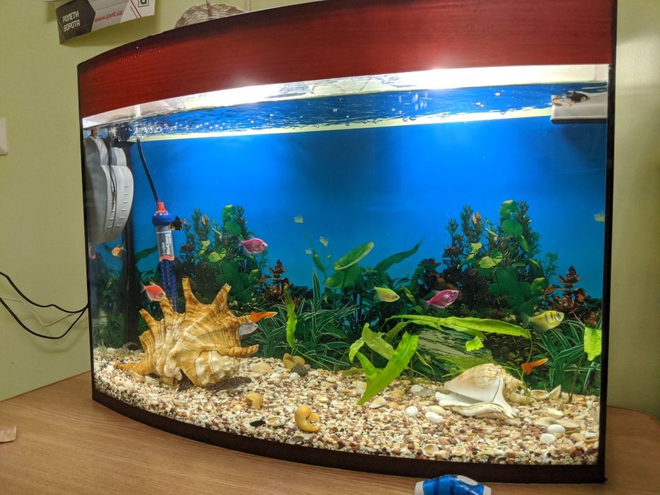 Акваріум з фільтром та обігрівачем за символічні гроші