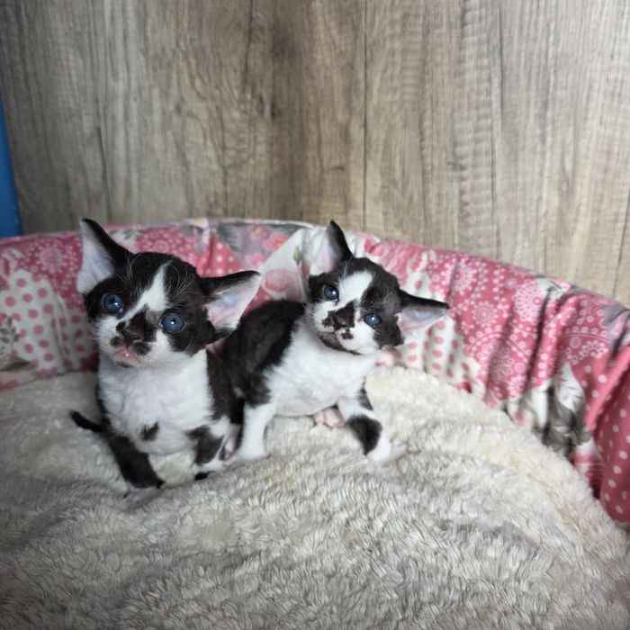 Śliczny kocurek Devon rex Fpl