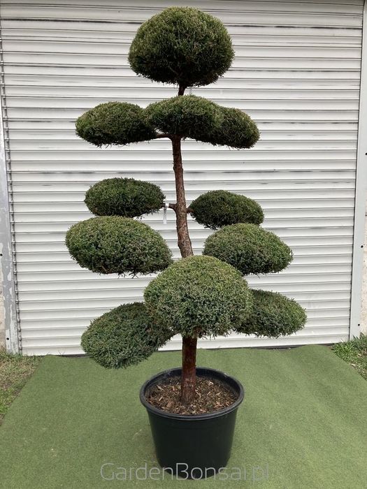 Bonsai z Jałowca "Mint Julep" - Jun. media "Mint Julep" -180 cm