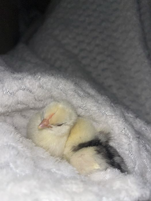 Кури молоді несушки