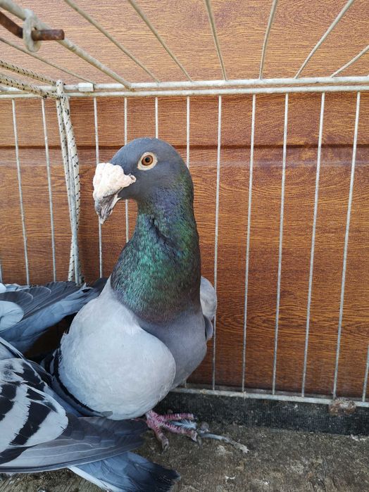 Gołebie Rzeszowskie