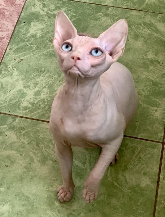 Канадські сфінкси