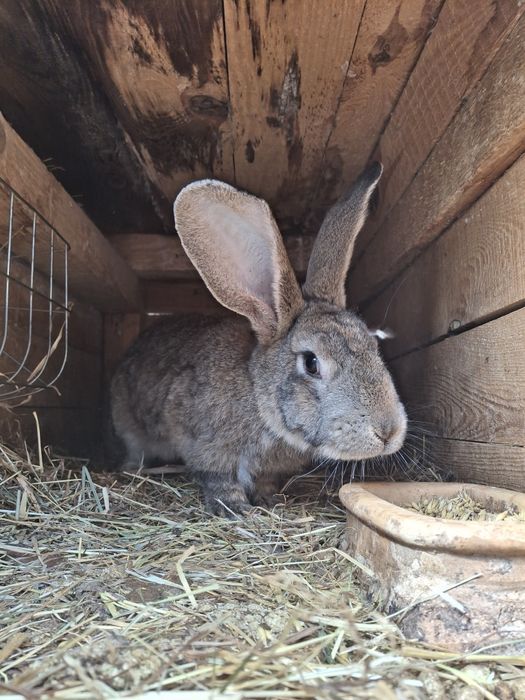 Królik mieszaniec belgijski/srokacz zakocona samica