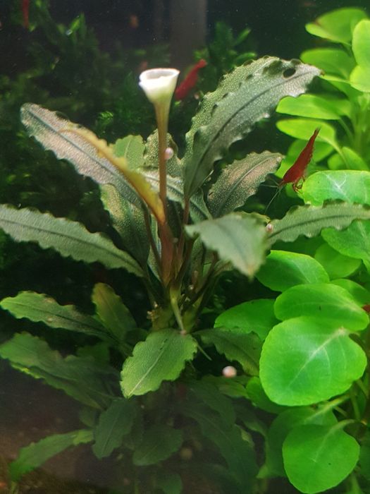 Roślinki Bucephalandra.