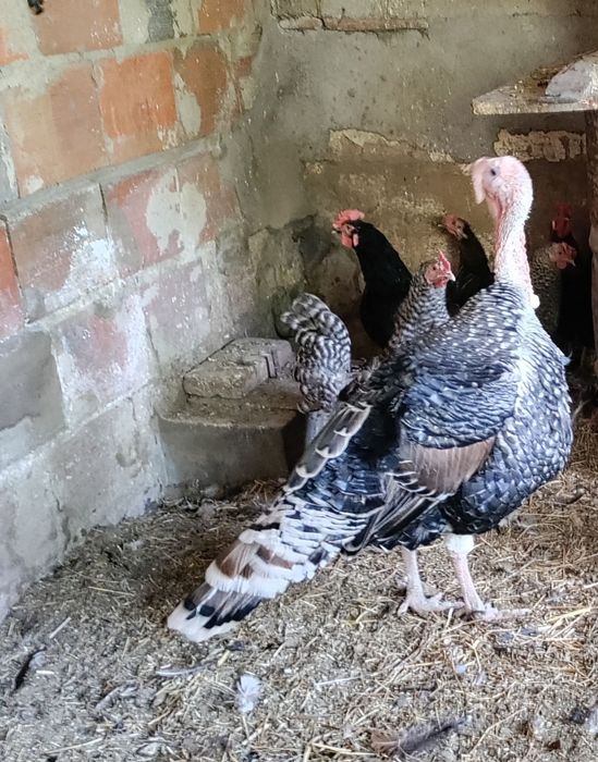 Perus e Peruas do Campo