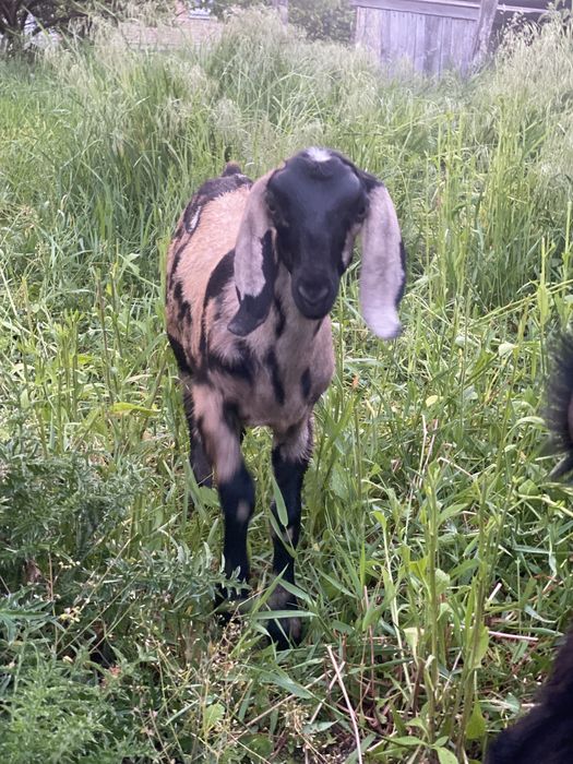 Коза англо- нубийская