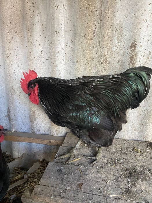 Півень джерширський гігант чорний