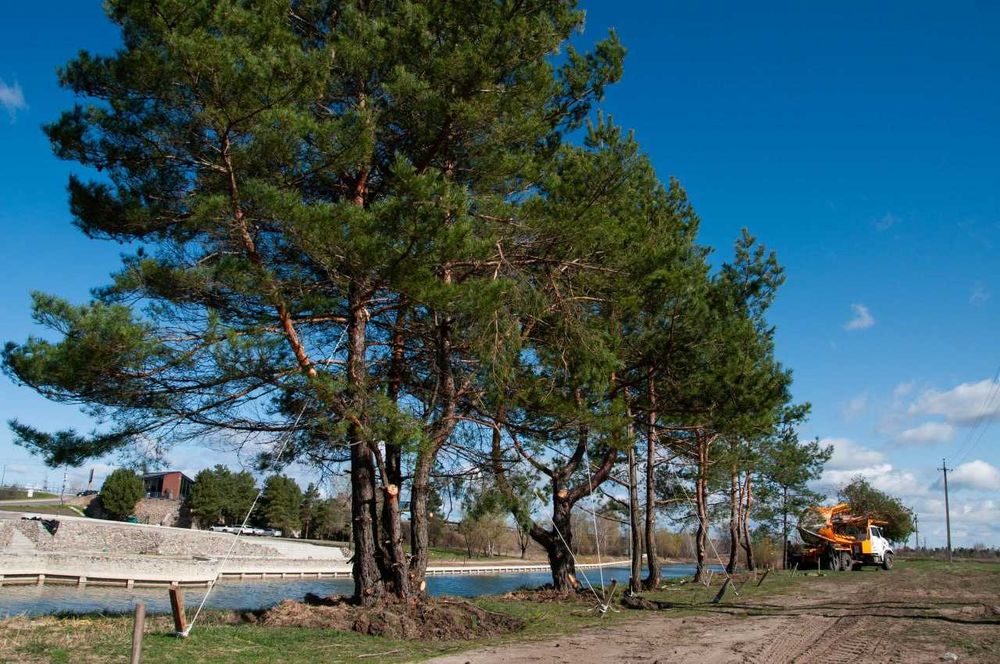 Продаж та пересадка дерев  висотою до 16 метрів