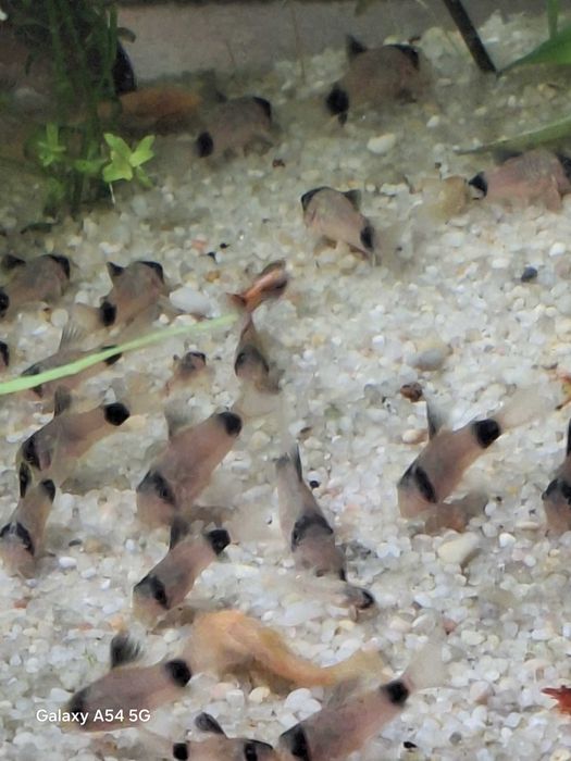 Kiryski Panda młode osobniki