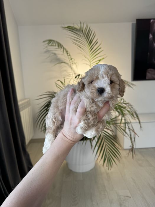 Малюк Мальтіпу ф1 міні !