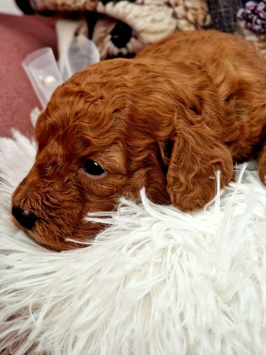 Pudelek toy Red Brown z biała latka do rezerwacji
