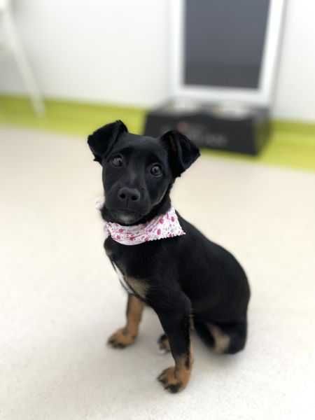 Szczeniak do adopcji