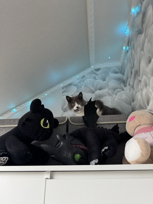 Зникла кішка. Созонівка