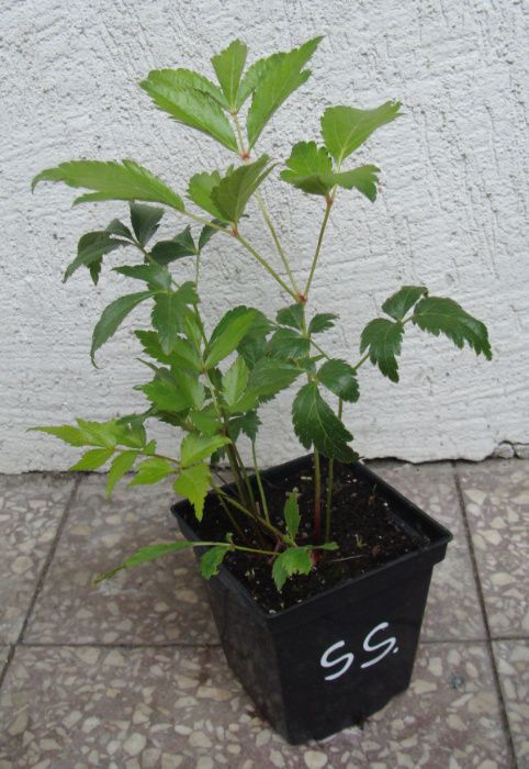 TAWUŁKA JAPOŃSKA Peach Blossom - sadzonki w doniczkach