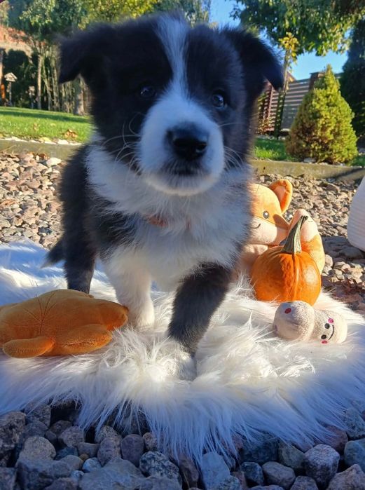 Śliczna Suczka Border Collie