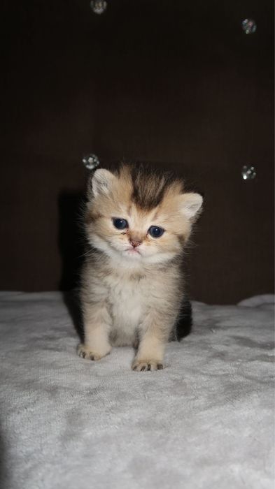 British Shorthair Golden
