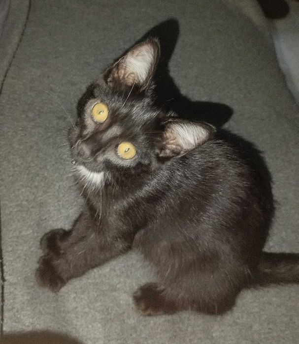 Gatinha bebé para adoção responsável