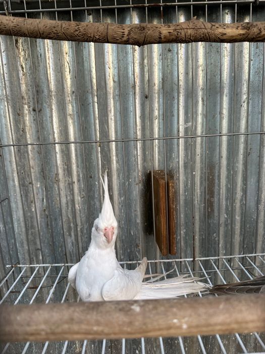 Aves anilhadas  para ceder