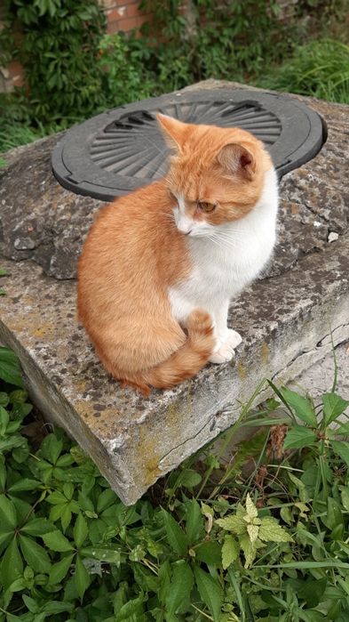 Кастрований молоденький котик в добрі ручки