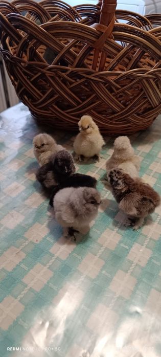 Курчата Китайські Шовкові!