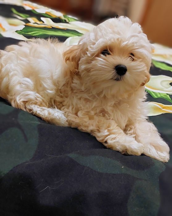 Девочка мальтипу ф1.