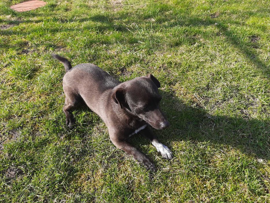 4 psiaki 10 tygodniowe odrobaczone odpchlone