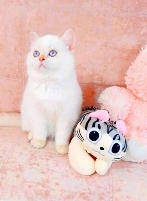 Чарівна голубоока дівчинка красунечка чекає на свою сім'ю