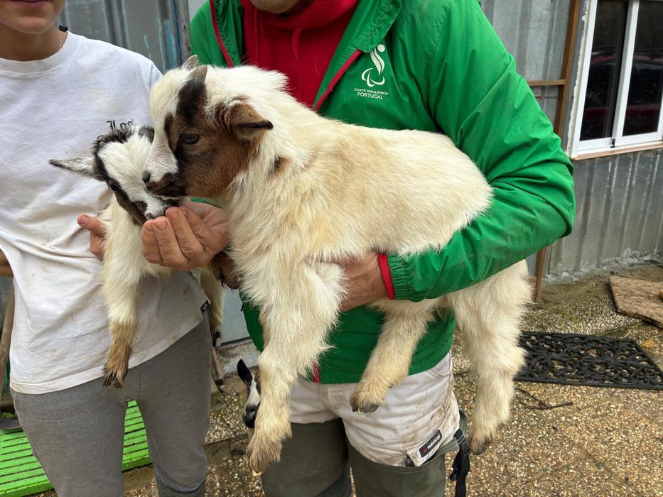 Casal micro anão meiguinhos