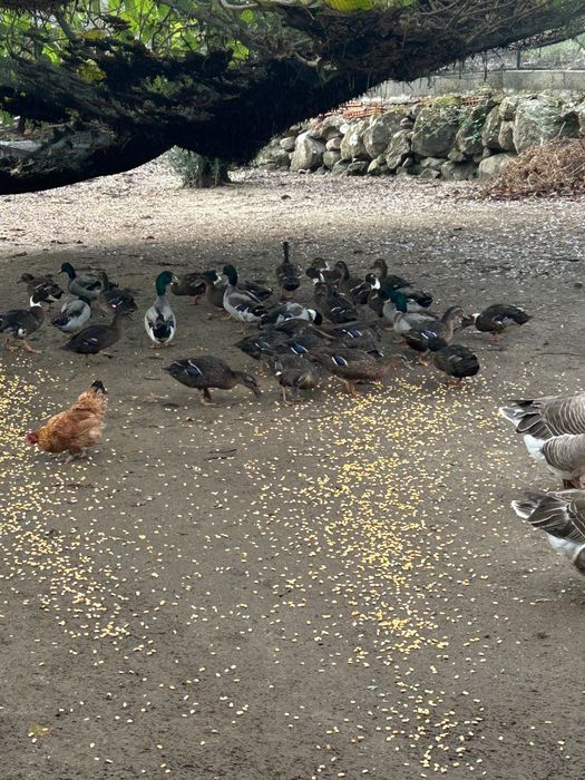 Patos bravos de 2025