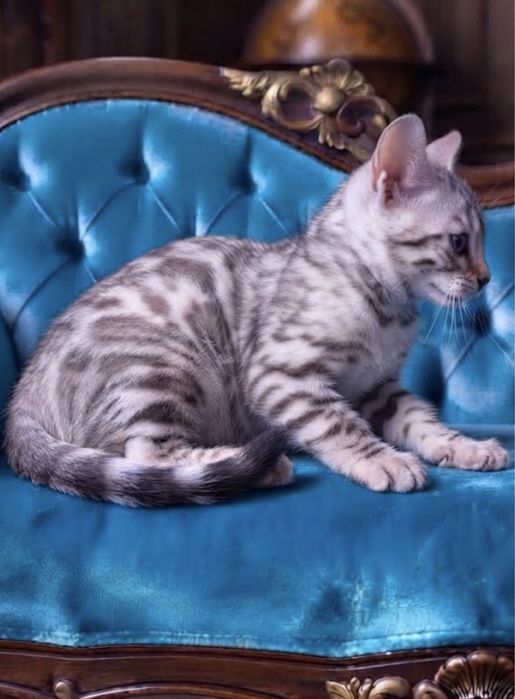 Яскравий бенгальський котик,Mink