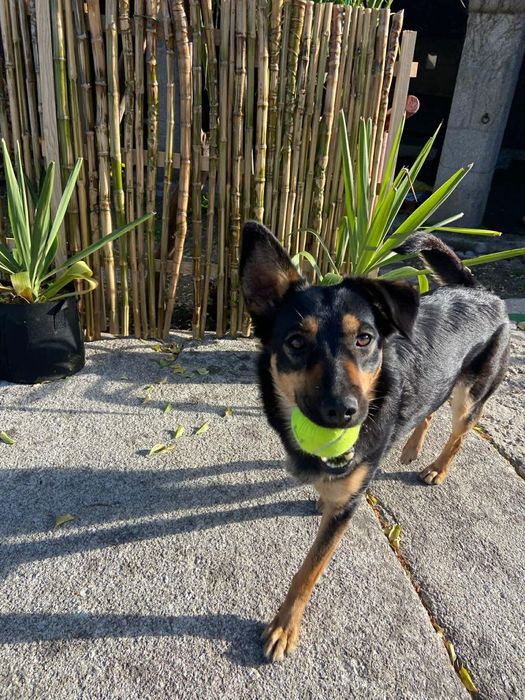 Mag - cadela jovem de porte médio para adoção