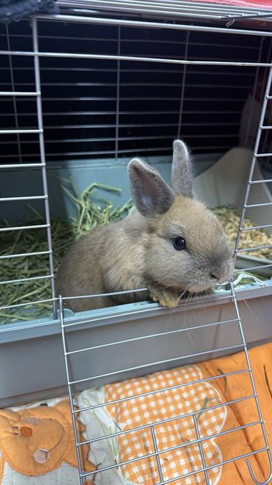 Coelhos mini Holandês
