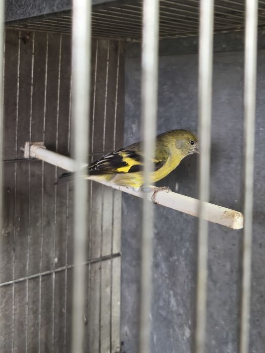 Fêmea magelanica.....