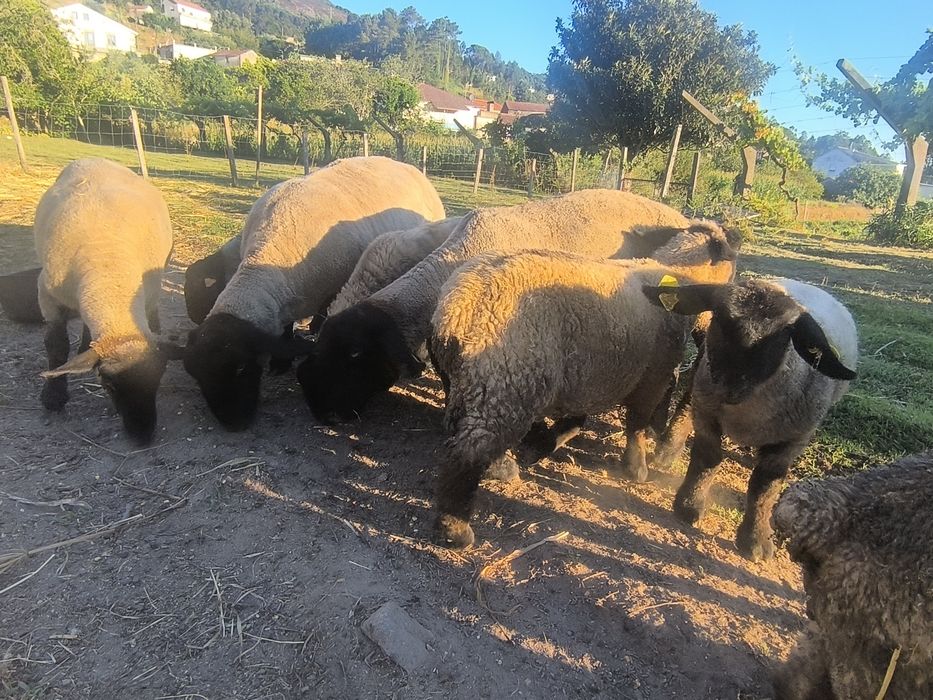 Ovelhas suffolks