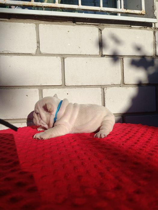 Дівчинка перлинка