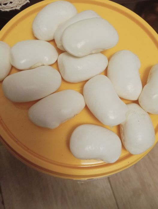 Fasola piękny Jaś mokry