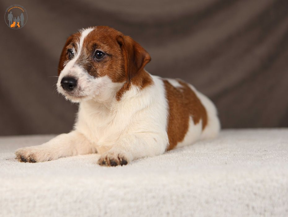 Jack Russell Terrier grzeczny piesek