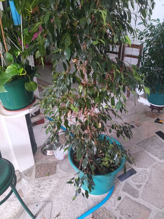 Vendo bonsai 50€