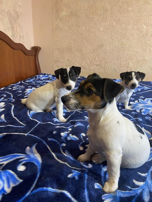 Найкращі джек- рассел!