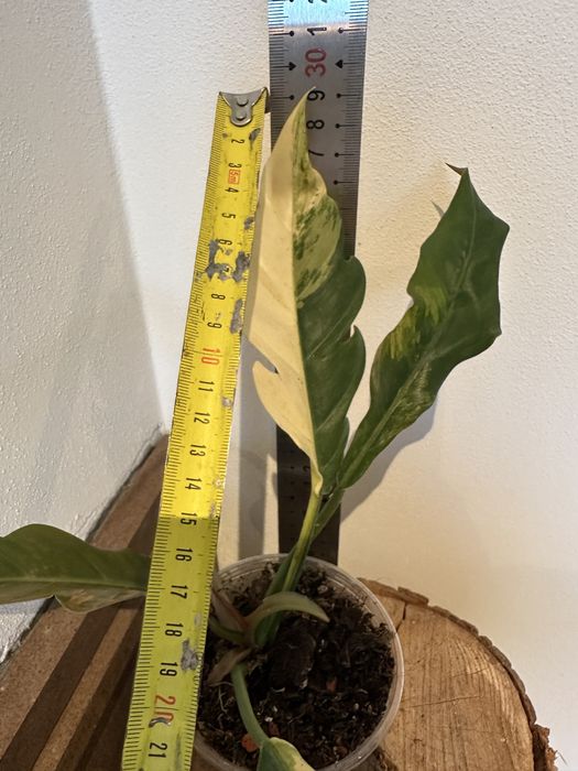 Філодендрон Philodendron  Філодендрон Caramel Marble var.
