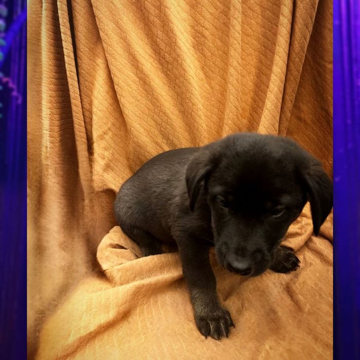 Віддам хаскі в добрі руки