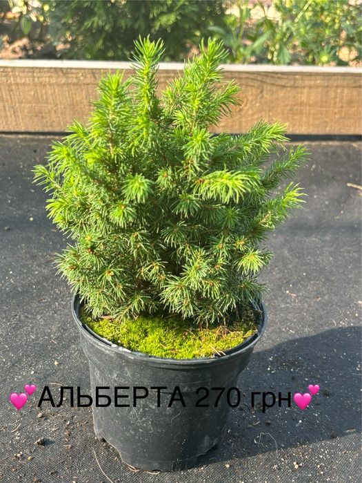 Живі ялинки та хвойні рослини у горщиках