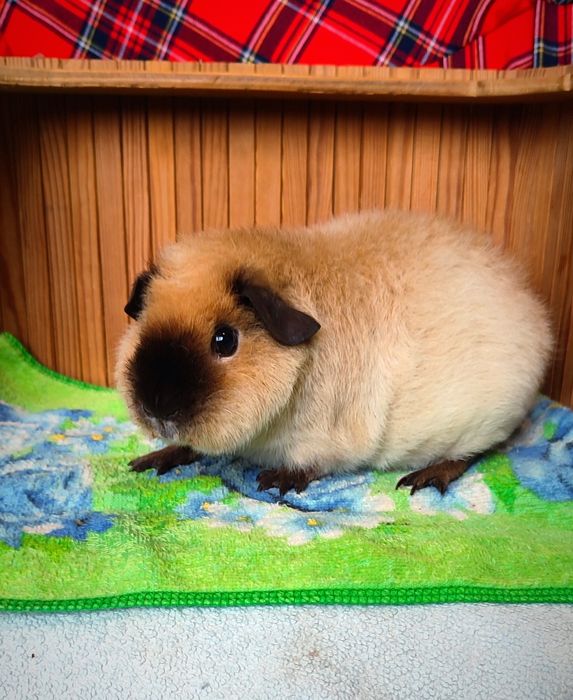 ТеддіКаліфорнія морська свиночка