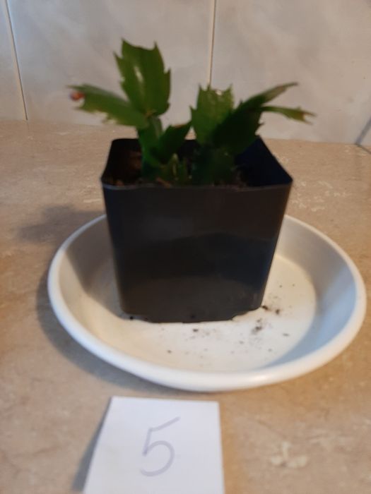 Grudnik roślina doniczkowa